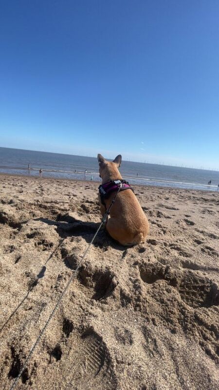 French bull dog cross - Image 3 of 6