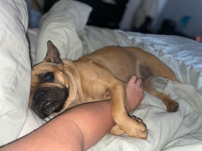 French bull dog cross - Image 4 of 6