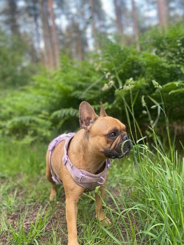 French bull dog cross - Image 5 of 6