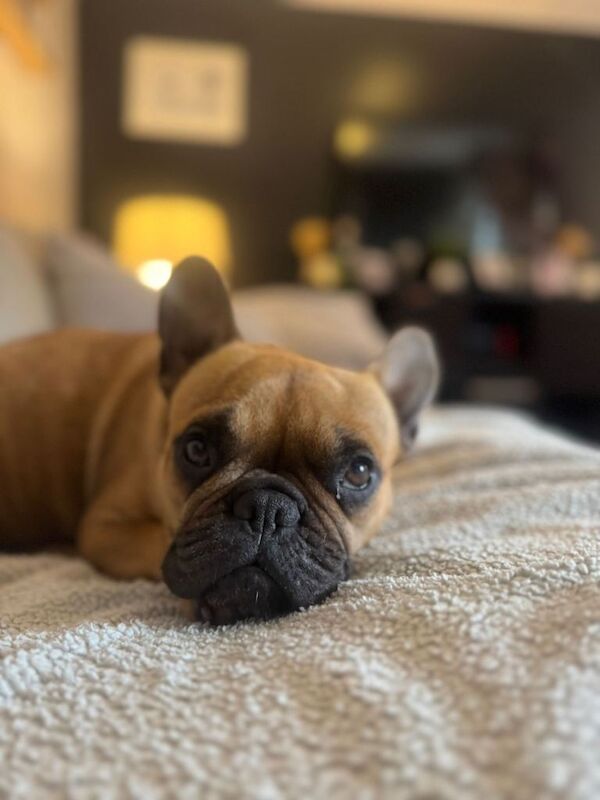 French bull dog cross - Image 6 of 6