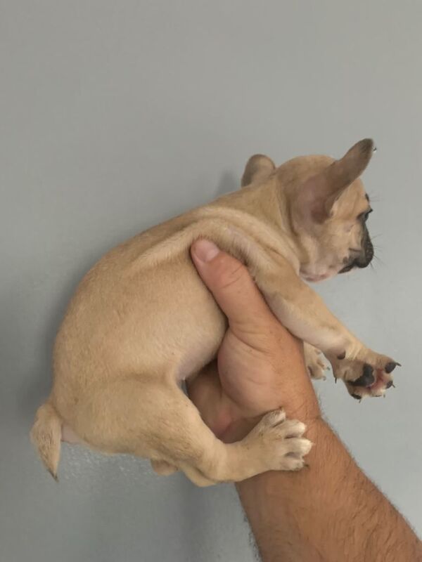 French bull dog for sale
