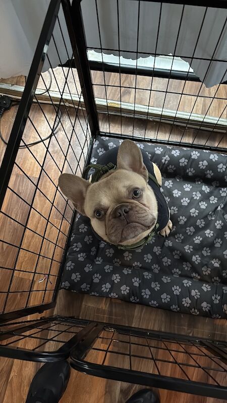 French Bulldog puppies for sale in London – KC registered, 1 year old - Image 2 of 3