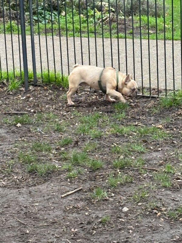 French Bulldog puppies for sale in London – KC registered, 1 year old - Image 3 of 3