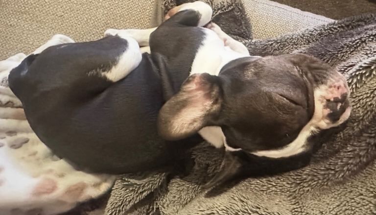 French Bulldog Puppies For Sale Under £1,000