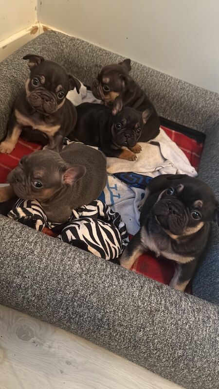 French Bull dog puppies for sale in Yeovil, Somerset