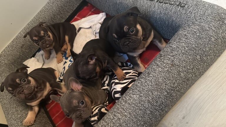 French Bull dog puppies for sale in Yeovil, Somerset | Image 2