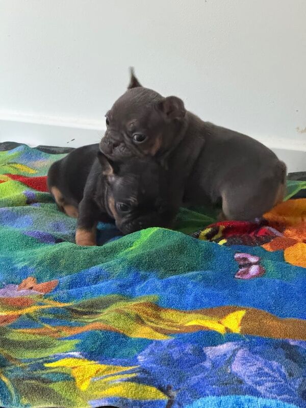 French Bull dog puppies for sale in Yeovil, Somerset | Image 3