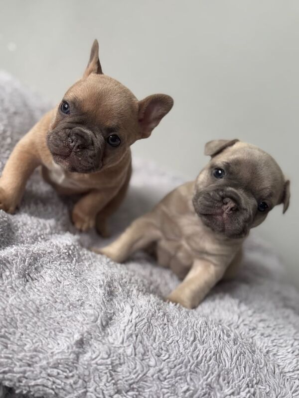 French Bulldog puppies for sale in Sunderland, Tyne and Wear – KC registered, 4 weeks old