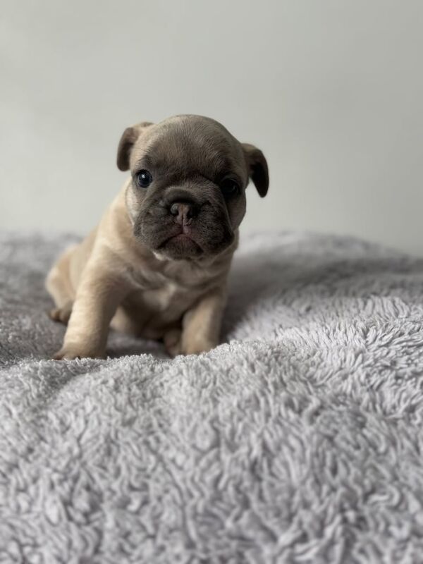 French Bulldog puppies for sale in Sunderland, Tyne and Wear – KC registered, 7 weeks old - Image 2 of 3