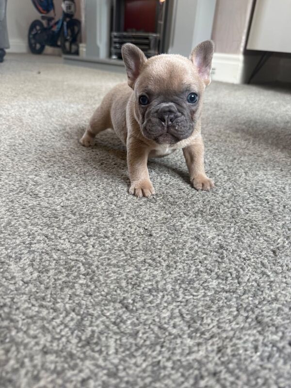 French Bulldog puppies for sale in Sunderland, Tyne and Wear – KC registered, 7 weeks old - Image 3 of 3