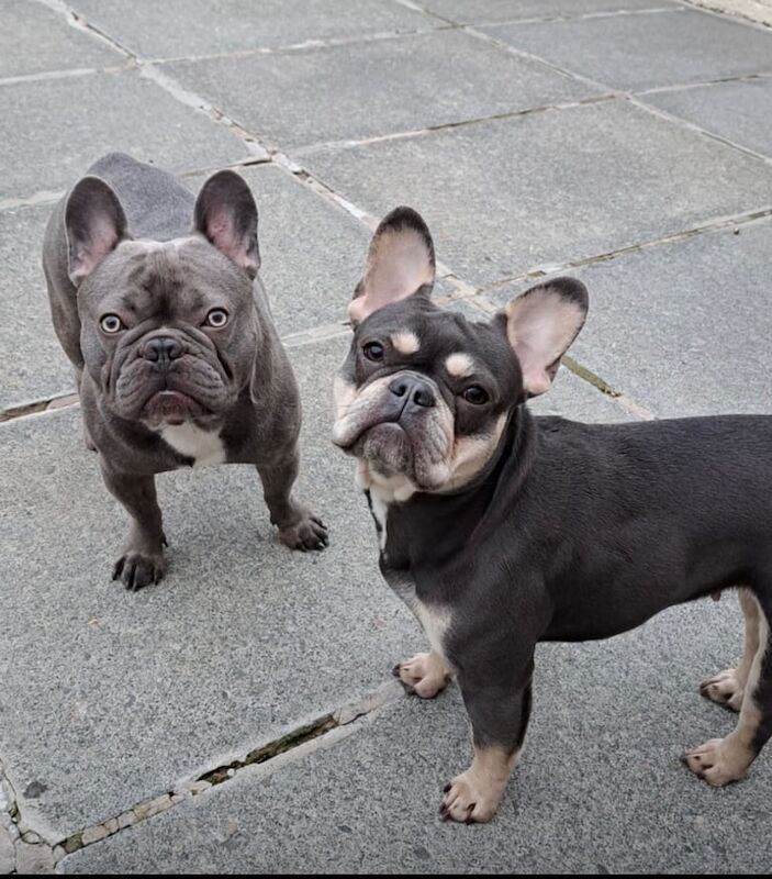 French Bulldog puppies for sale in Carrickfergus, County Antrim – KC registered, 6 weeks old
