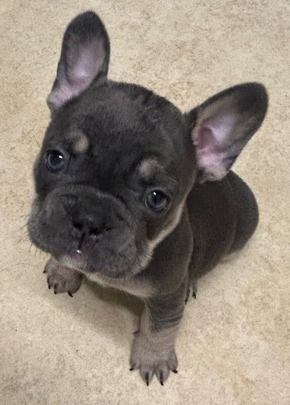 French Bulldog puppies for sale in Carrickfergus, County Antrim – KC registered, 8 weeks old - Image 3 of 3