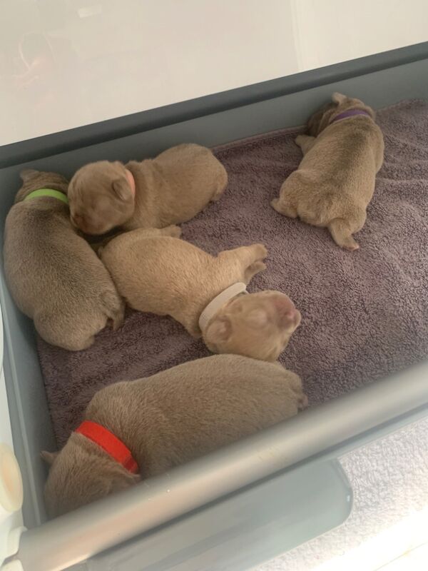 French Bulldog puppies for sale in Dunfermline, Fife – 1 week old