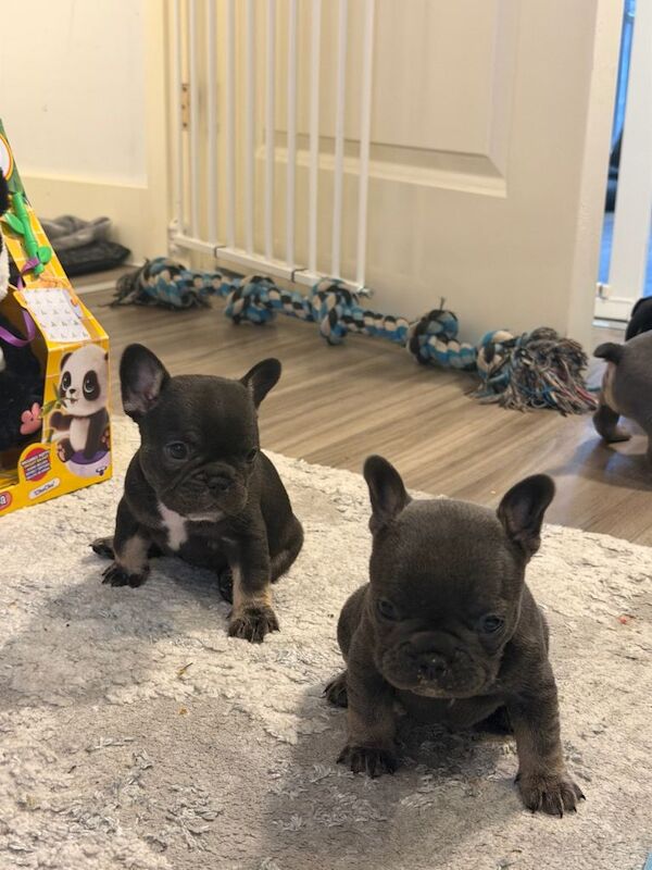 French Bulldog puppies for sale in Rotherham, South Yorkshire – KC registered, 8 weeks old