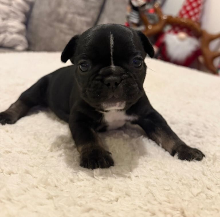 French Bulldog puppies for sale in Rotherham, South Yorkshire – KC registered, 6 weeks old - Image 2 of 4