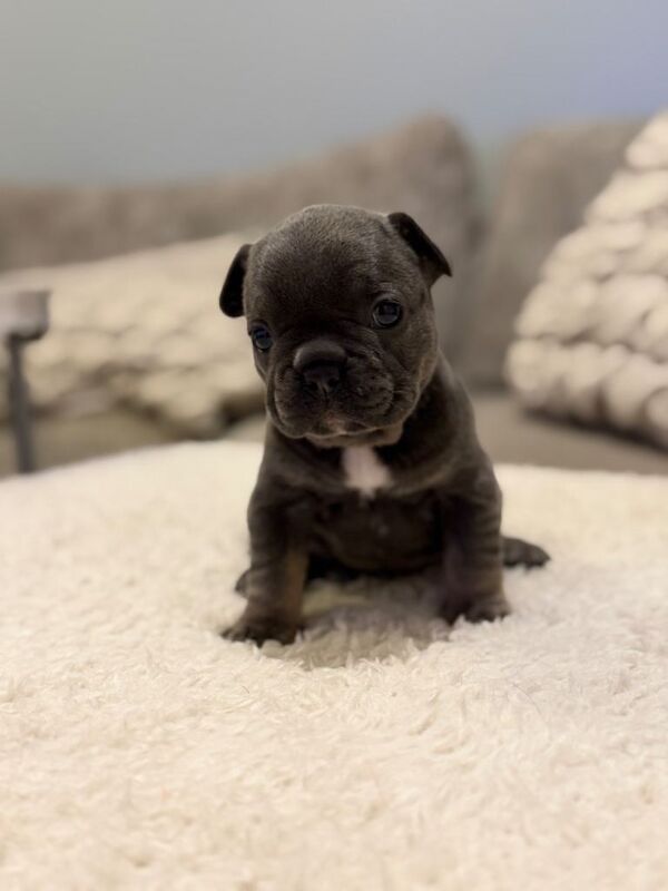 French Bulldog puppies for sale in Rotherham, South Yorkshire – KC registered, 6 weeks old - Image 3 of 4