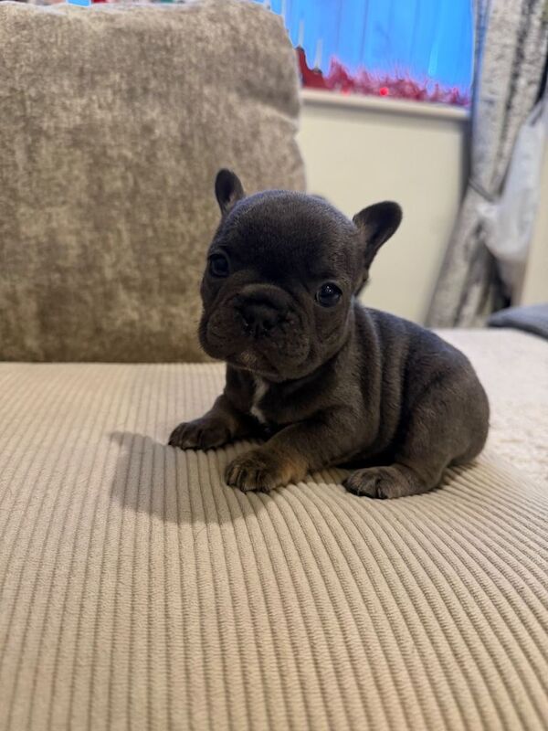 French Bulldog puppies for sale in Rotherham, South Yorkshire – KC registered, 6 weeks old - Image 4 of 4