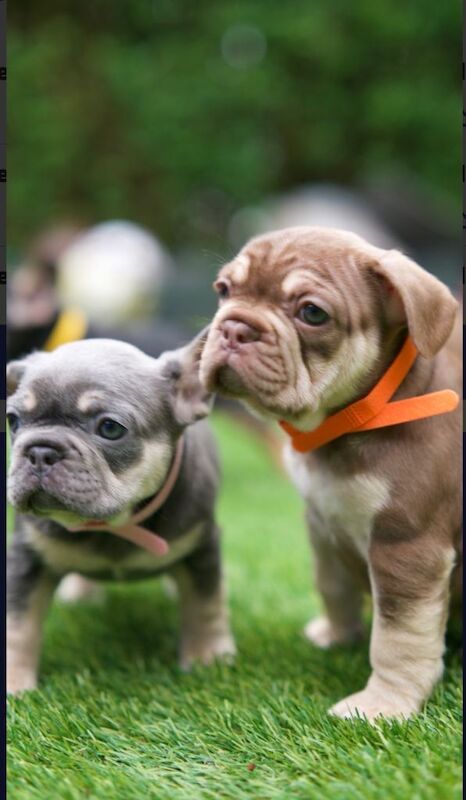 French bull dog puppies
