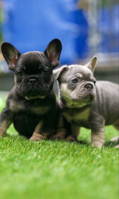 French bull dog puppies - Image 2 of 4