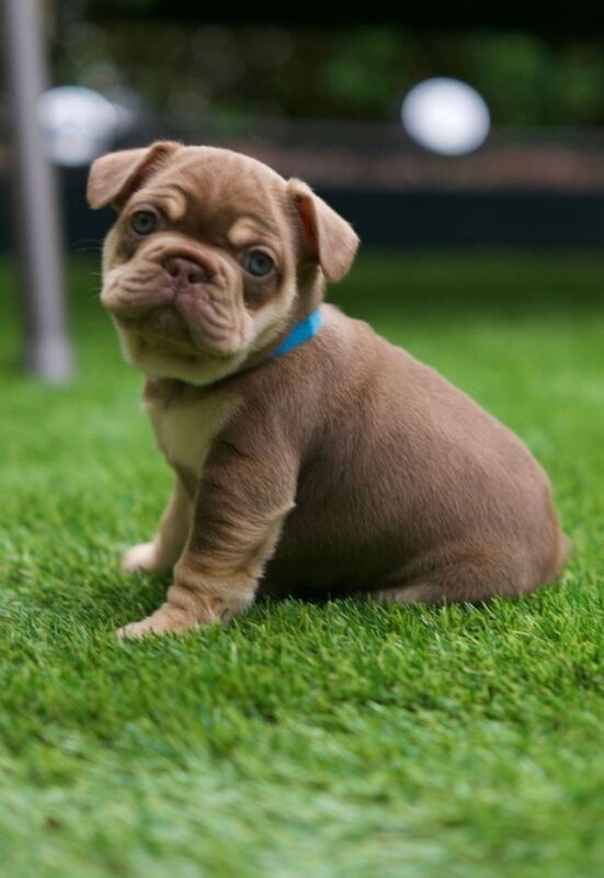 French bull dog puppies - Image 3 of 4
