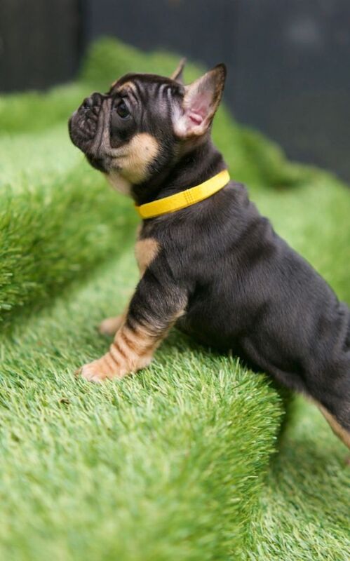 French bull dog puppies - Image 4 of 4