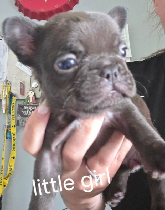 French bull dog puppies