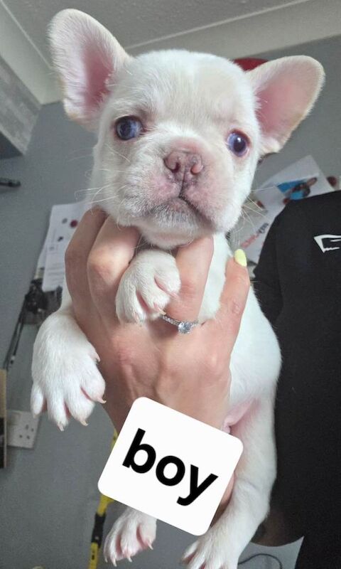 French bull dog puppies - Image 2 of 4