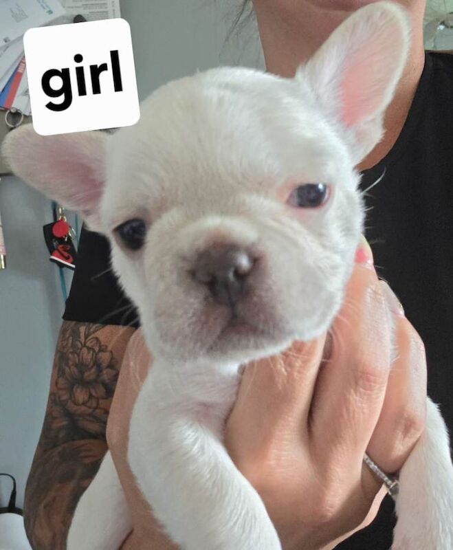 French bull dog puppies - Image 3 of 4