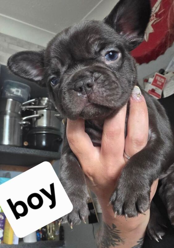 French bull dog puppies - Image 4 of 4
