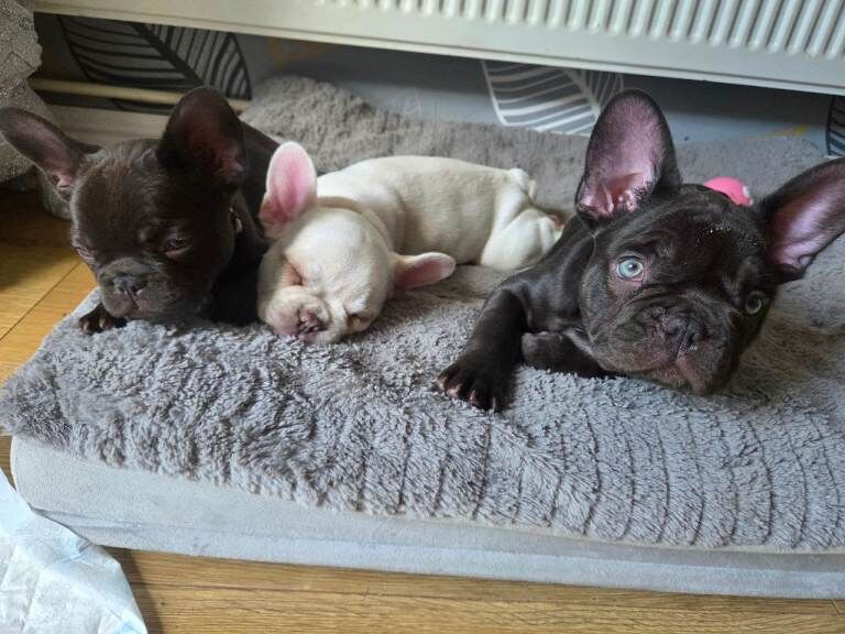 Kennel Club Registered French Bulldog Puppies For Sale