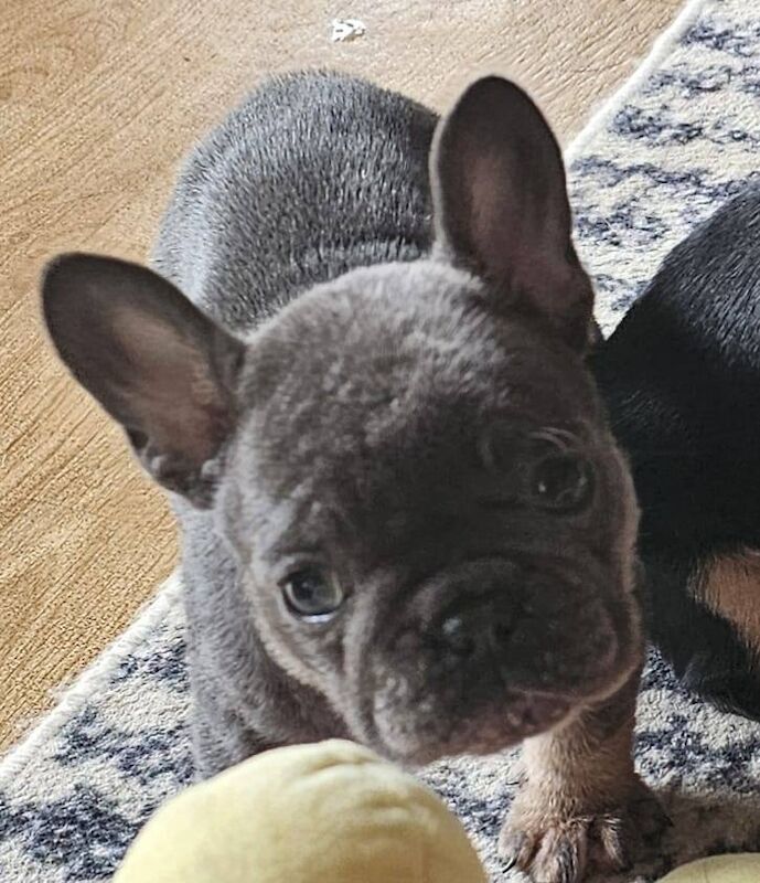 French bull dog puppy - Image 2 of 3