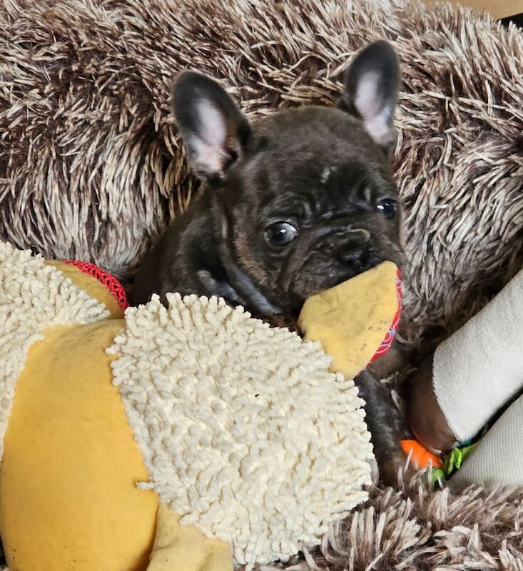 French bull dog puppy - Image 3 of 3
