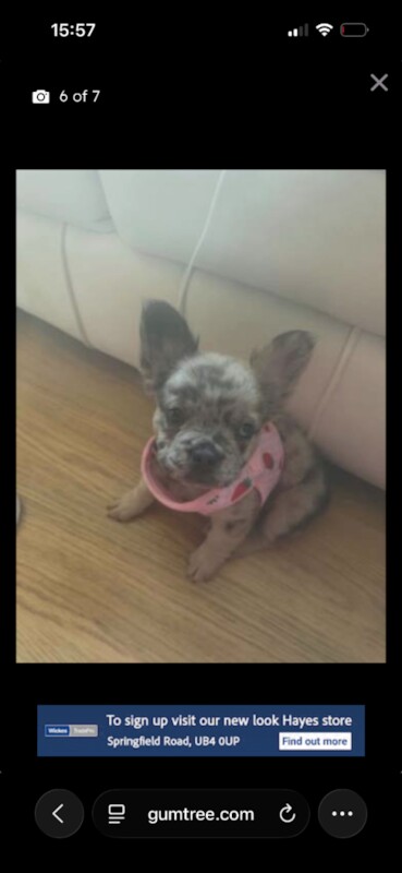 French bull dog puppy merle colour female