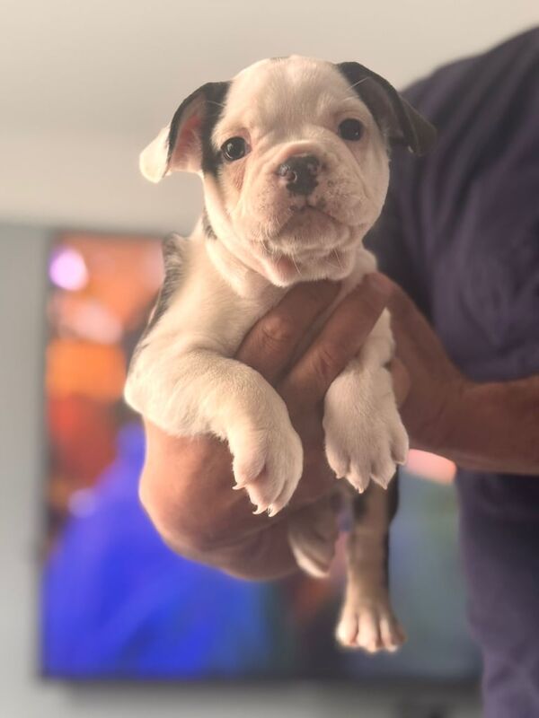 French Bulldog puppies for sale in Londonderry, County Londonderry – 8 weeks old
