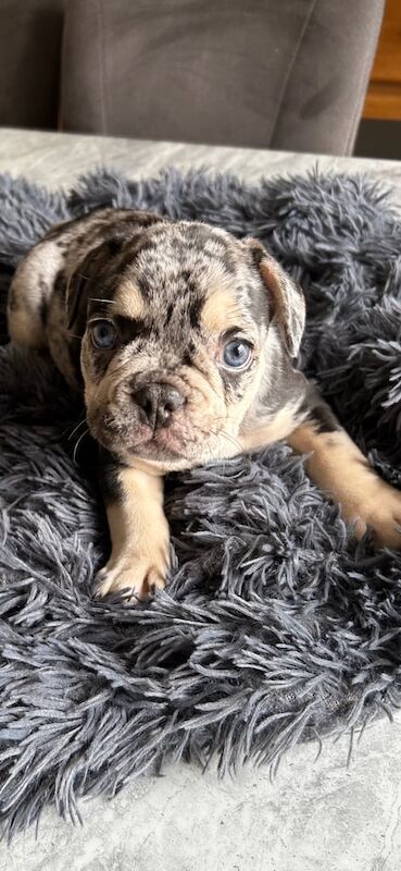 French Bulldog puppies for sale in Belfast, County Antrim – 8 weeks old