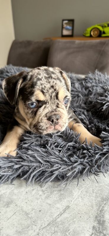 French Bulldog puppies for sale in Belfast, County Antrim – 8 weeks old - Image 2 of 3