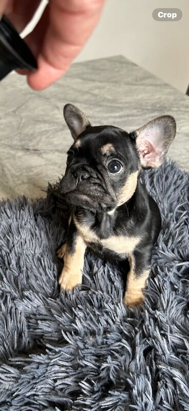 French Bulldog puppies for sale in Belfast, County Antrim – 8 weeks old - Image 3 of 3