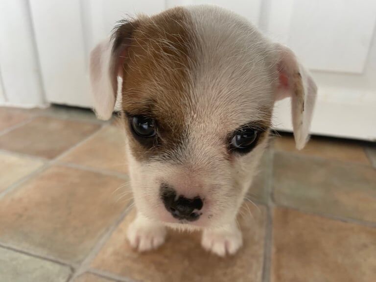 French bull dog, Westiepoo mixed. 8 weeks old, microchipped and ready for their forever homes. - Image 2 of 4