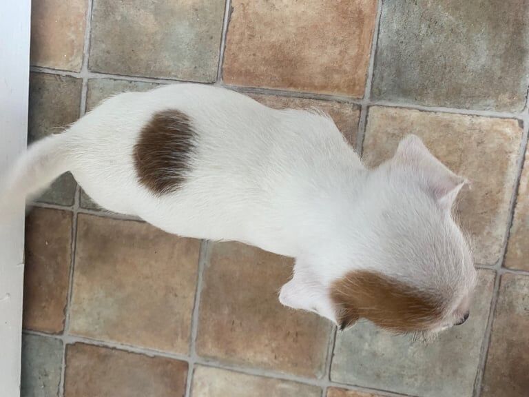 French bull dog, Westiepoo mixed. 8 weeks old, microchipped and ready for their forever homes. - Image 3 of 4