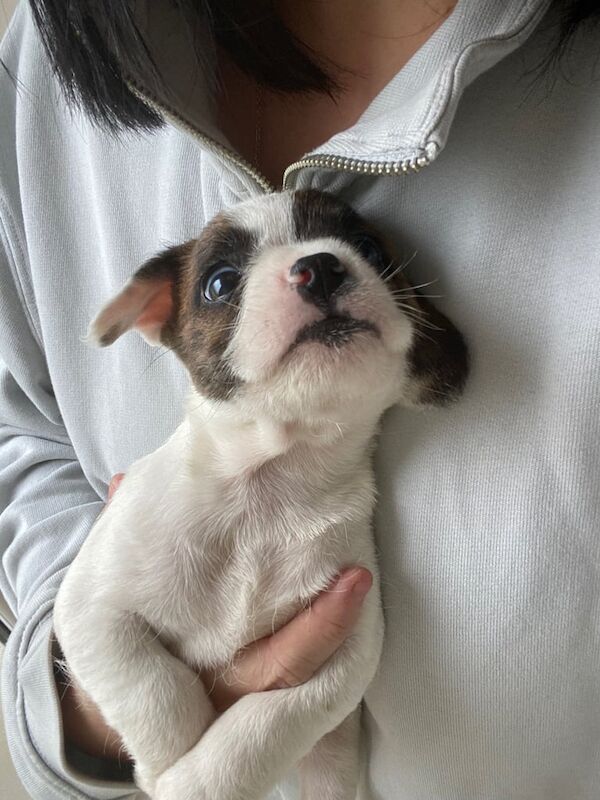 French bull dog, Westiepoo mixed. 8 weeks old, microchipped and ready for their forever homes. - Image 4 of 4