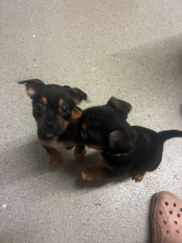 French Bulldog puppies for sale in North West London, London – 8 weeks old