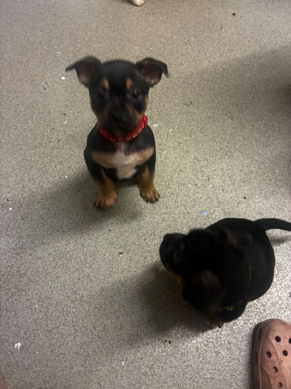 French bull dog X Jack Russell - Image 2 of 3