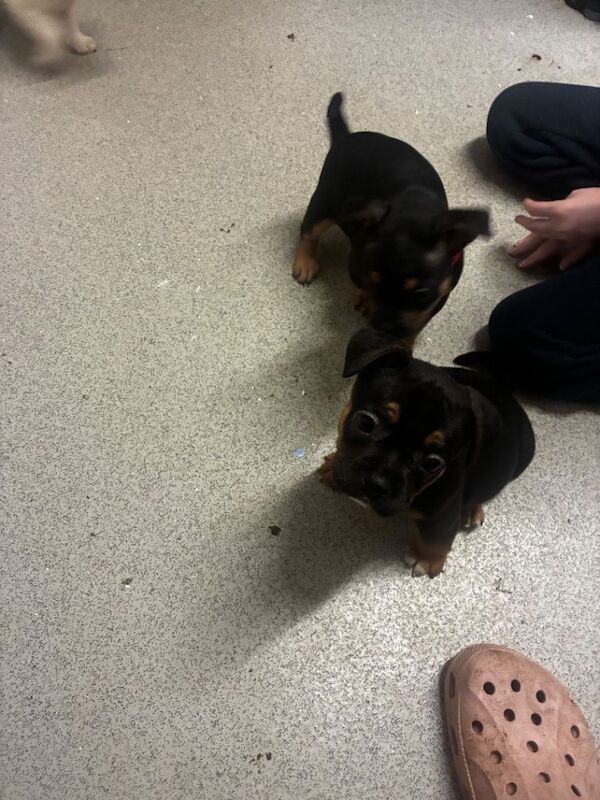 French bull dog X Jack Russell - Image 3 of 3