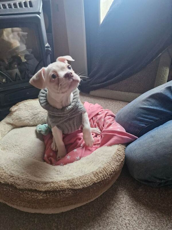 French Bulldog puppies for sale in Chelmsford, Essex – 11 weeks old