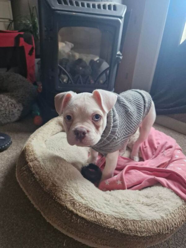 French Bulldog puppies for sale in Chelmsford, Essex – 11 weeks old - Image 2 of 4