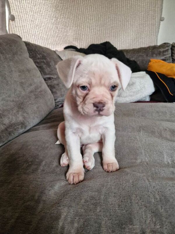 French Bulldog puppies for sale in Chelmsford, Essex – 11 weeks old - Image 4 of 4