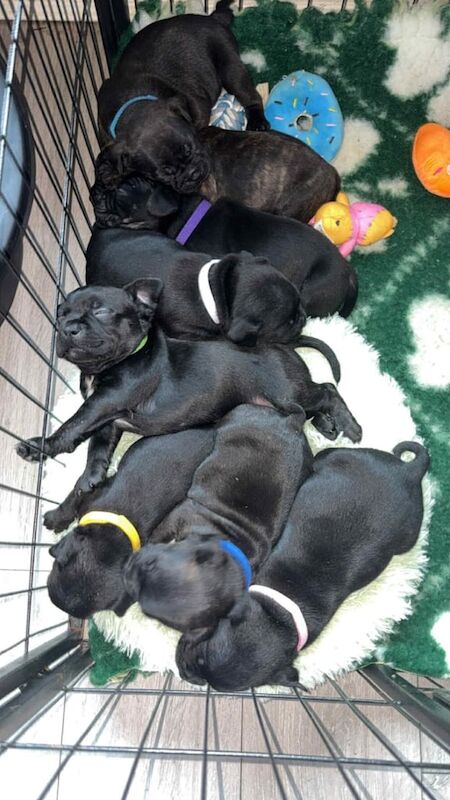 French Bulldog puppies for sale in Newtownabbey, County Antrim – 4 weeks old - Image 2 of 4