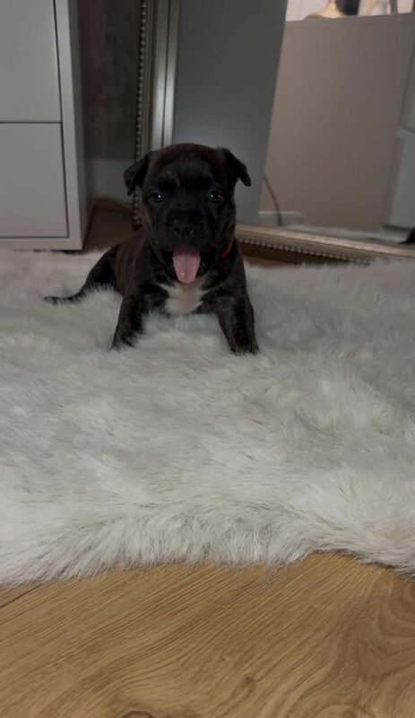 French Bulldog puppies for sale in Newtownabbey, County Antrim – 4 weeks old - Image 3 of 4