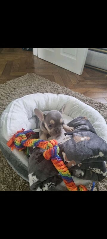 French Bulldog puppies for sale in Dunmurry, County Antrim – 9 weeks old