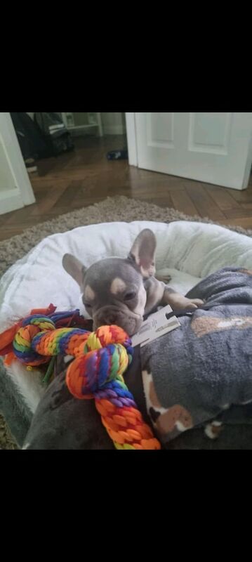 French bull dogs - Image 2 of 3